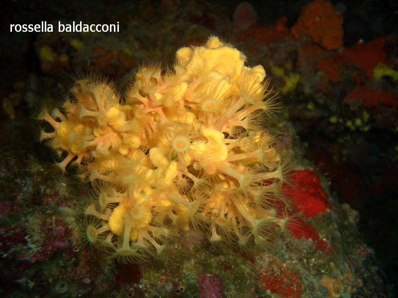 Axinella damicornis (Esper, 1794)